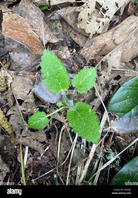 Coastal Hedge Nettle Stachys Chamissonis Stock Photo Alamy