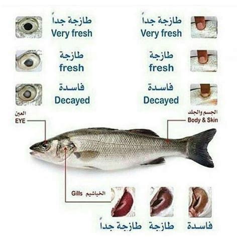 معلومات عن الاسماك وانواعها واشكالها المختلفة قلوب فتيات