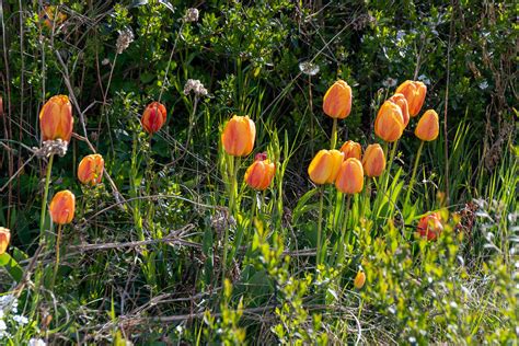 Printemps De Fleurs Strasbourg France 112 Mateusz MARCZYK Flickr