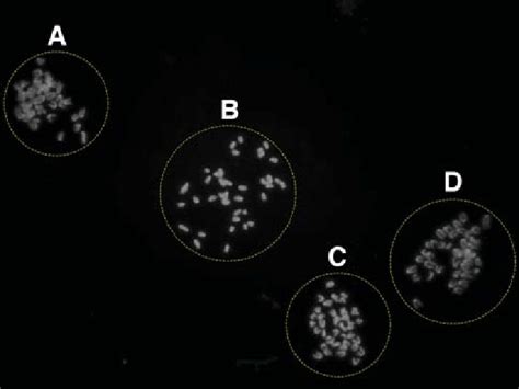 Proof Of Genomic Integrity Is An Essential Prerequisite To Perform Gene