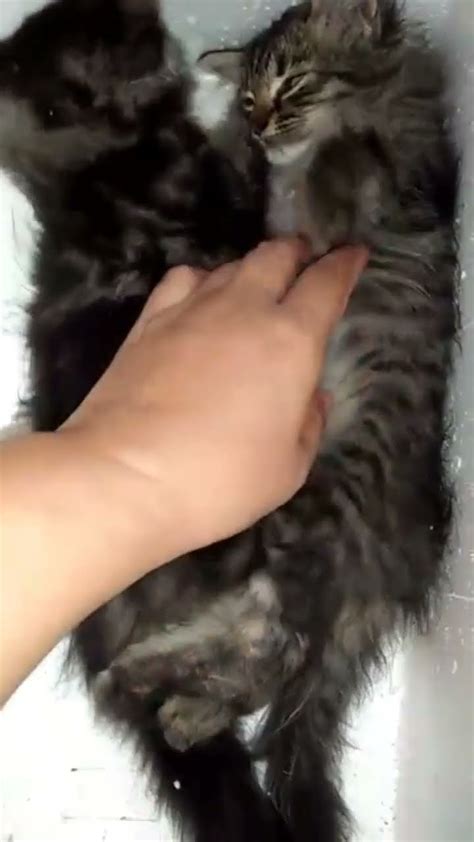 Kucing Terbiar Hai Semua Jemput Tonton Video Saya Tolong Subribar Like