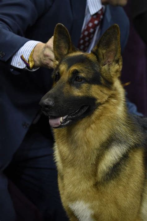 Cj Wins Best In Show At Westminster Kennel Club Dog Show Dog Show