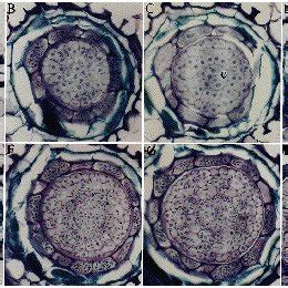 Radial Cellular Organisation In Root Meristem Mature Root And