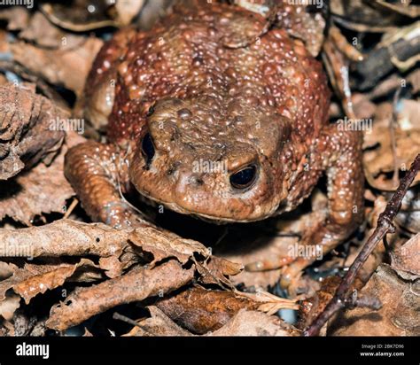 Macro Imagen Sapo N Bufo Bufo Camuflado Entre Hojas Muertas Y