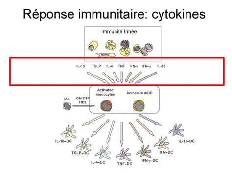 Organisation Fonctionnelle Des Syst Me H Matopo Tique Et Immunitaire