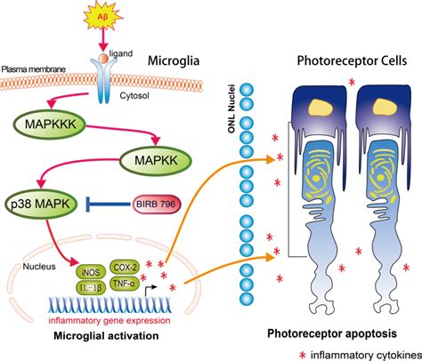 Schematic Illustration Of The P38 MAPK Signaling Pathway And Its