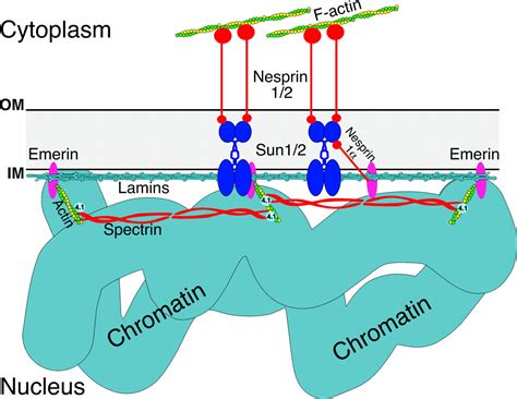 Nuclear Lamina Structure