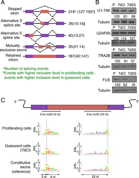 Differential Splicing In Proliferating And Quiescent Fibroblasts A Download Scientific Diagram