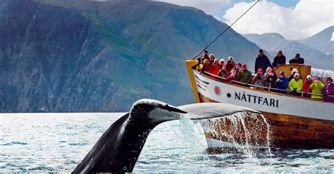 Best Whale Watching Tours In Iceland