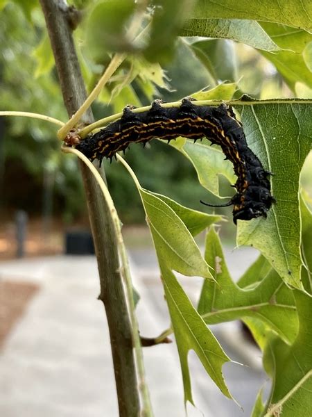 Common Insect Pests Of Oak In North Carolina Nc State Extension Publications