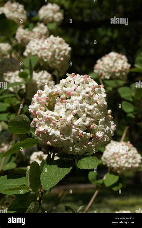 Korean Spice Viburnum Stock Photo Alamy