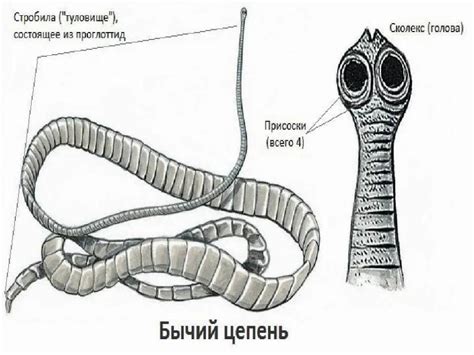 Тениаринхоз - бычий цепень | Университетская клиника