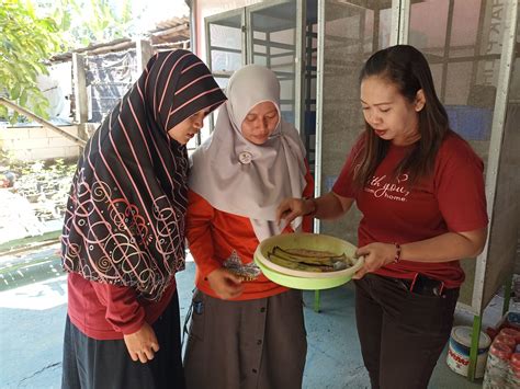 Budidaya Magot Untuk Memanfatkan Potensi Sampah Organik WEBSITE RESMI