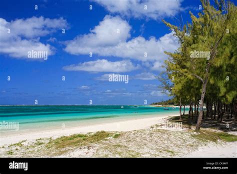 Casuarina Trees Casuarina Equisetifolia And Belle Mare Beach