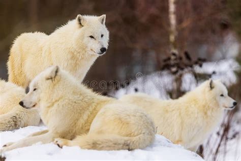 Male Arctic Wolf Canis Lupus Arctos The Pack Is Together Resting In The