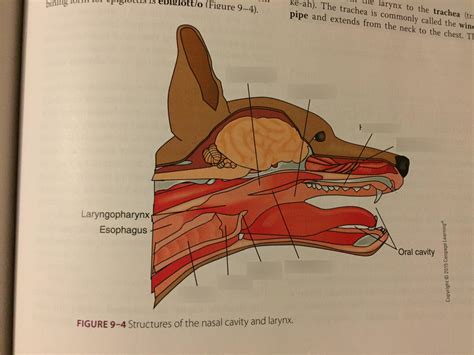 Upper Airway Anatomy Diagram Hot Sex Picture