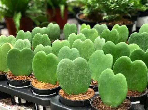 Succulent Heart Hoya Kerrii Full Care Guide 17 Gardening Tips