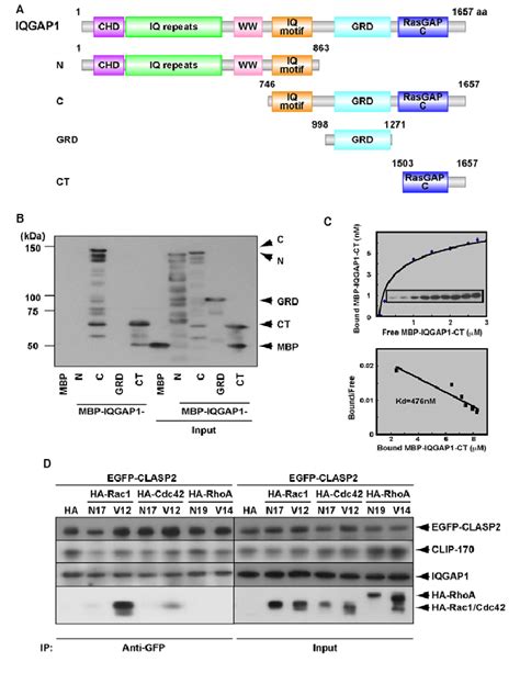 Direct Interaction Of Clasp With Iqgap A Schematic Of Iqgap The