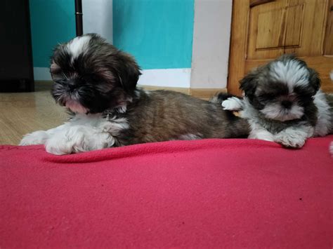 Pieski Shih Tzu Leszno Olx Pl