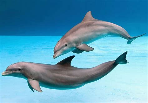 Bottlenose Dolphins Dancing Underwater Tursiops Truncatus