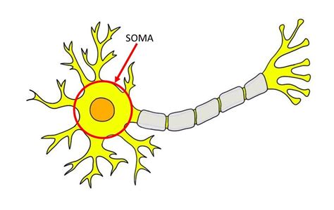 Soma Definition — Neuroscientifically Challenged
