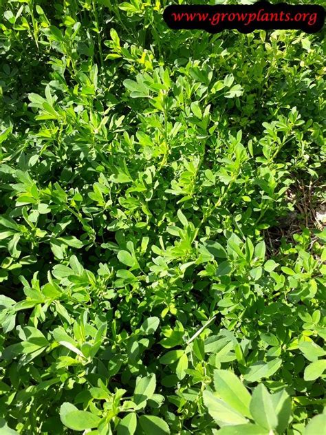 Alfalfa Plant Grow And Care Growing Information All Need To Grow