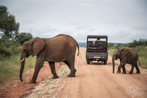 A Practical Guide To Kruger Self Drive Safari For First Timers