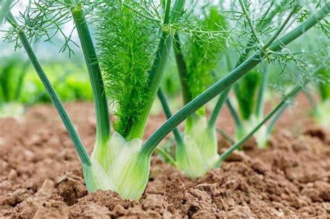 Quand R Colter Le Fenouil Conseils Tapes Et Bienfaits De La Plante