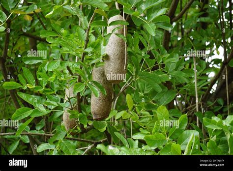 Pohon Sosis Hi Res Stock Photography And Images Alamy