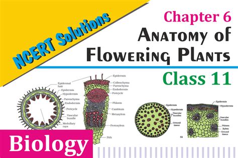 Ncert Solutions Class 11 Biology Chapter 6 Anatomy Of Flowering Plants