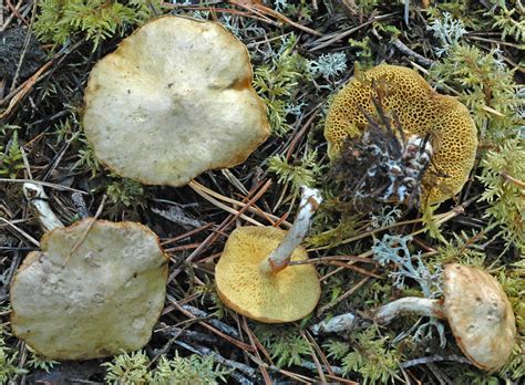 Fungus Gallery :: Suillus :: NIKB2326
