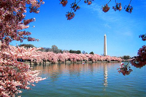 🔥 [50+] Washington DC Cherry Blossom Wallpapers | WallpaperSafari