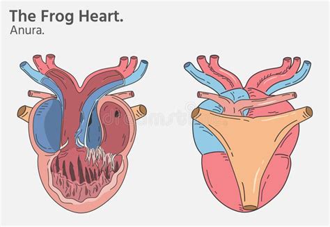 Anatomy Of Frog Heart Illustrations Two Versions Stock Vector