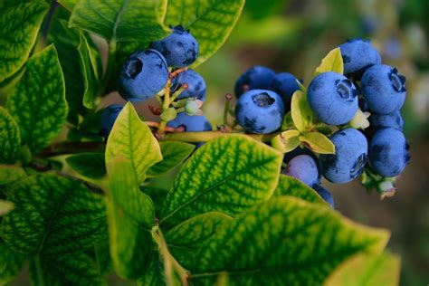 Blueberries Vs Raspberries What Is The Difference