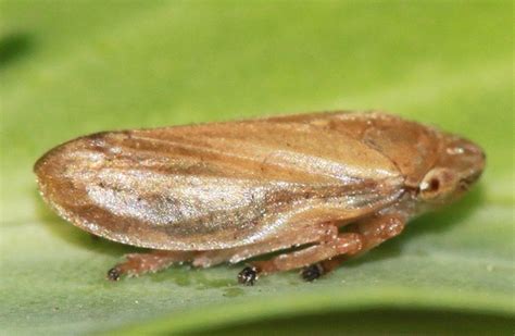 Spittlebug Philaenus Spumarius Bugguide Net