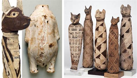 Mummified Animals How Ancient Egypt Preserved Pets