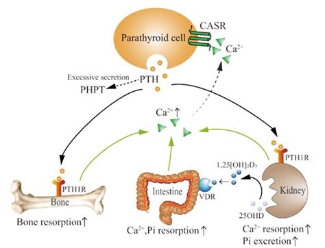 The Interplay Between The Renin Angiotensin Aldosterone System And