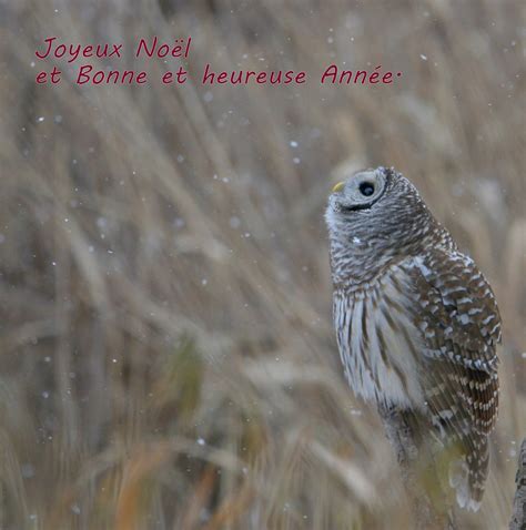 Chouette Ray E Sous La Neige Barred Owl With Falling Snow Flickr