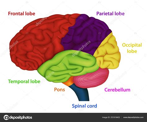 Areas Human Brain Medical Vector Illustration White Background Stock