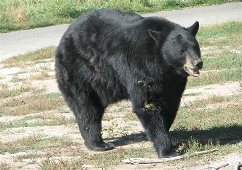 Bear Pictures - AZ Animals