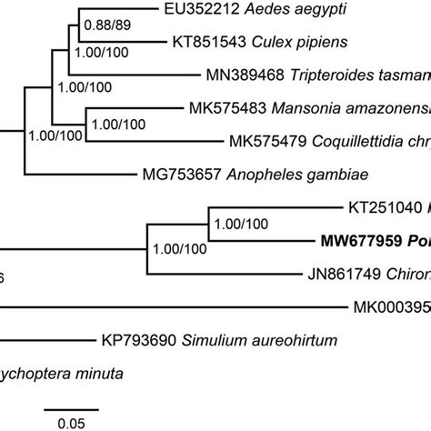 Bayesian Inference And Maximum Likelihood Phylogenetic Trees Inferred