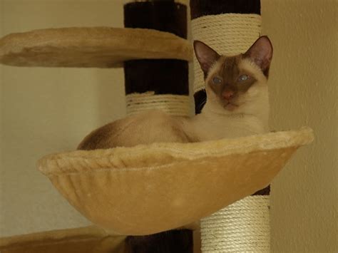 Thai Siamese Cinnamon Point Pinocchio Of Thai Mahal Stud Siamese