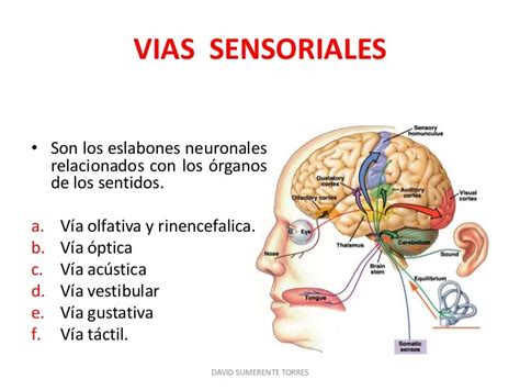 Sistema Nervioso Central Vías Sensoriales