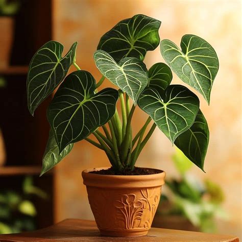 Alocasia Polly A Planta Exótica E Elegante Que Você Precisa Conhecer