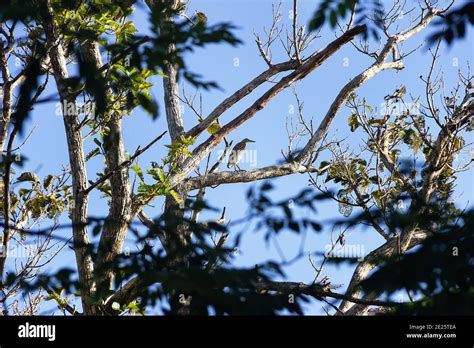 Winter Tropical Treescape Chinese Pond Heron Ardeola Bacchus In Sri