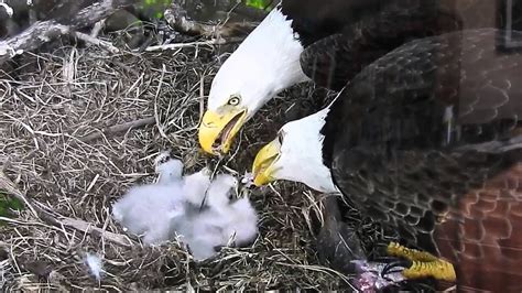 Eagle Parents Feeding Eaglets YouTube