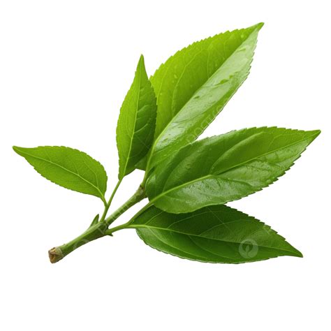 Tea Leaf Png Png Leaf Plant Png Transparent Image And Clipart For