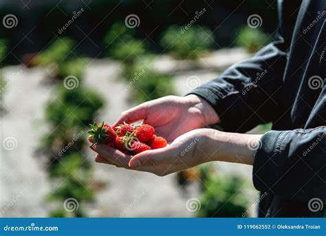 Strawberry Holding In Girl Female Woman Hands Picking Harvesting