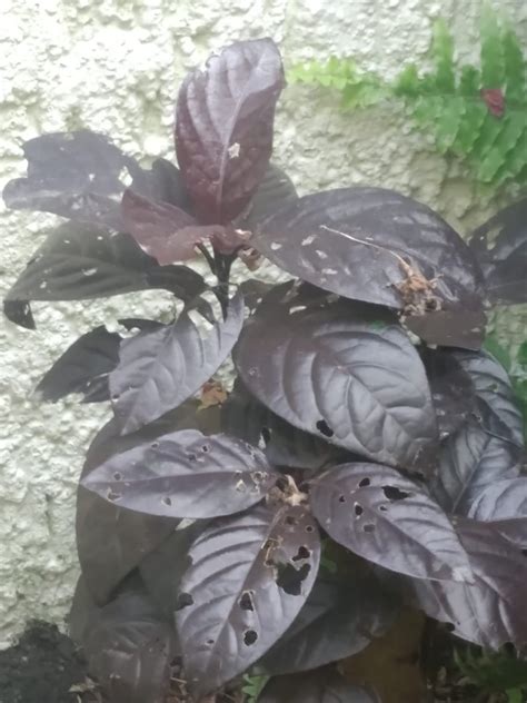 Tropical Burgundy Plant Rwhatsthisplant