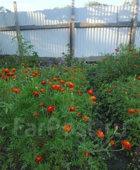 Рассада бархатцы, новый, в наличии. Цена: 20₽ во Владивостоке